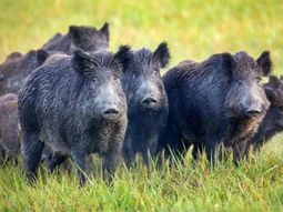 Expertos argentinos consideran al Jabalí como una real amenaza para la biodiversidad. Expertos argentinos consideran al Jabalí como una real amenaza para la biodiversidad.