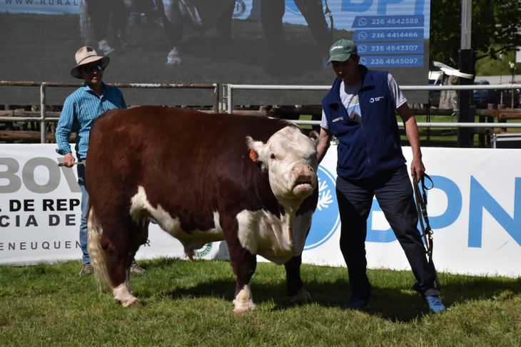 Se logró la venta de casi todos los animales que salieron a la pista. Foto: Fabricio González. Se logró la venta de casi todos los animales que salieron a la pista. Foto: Fabricio González.