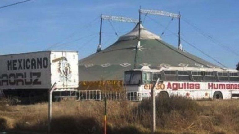El rescate de los tigres se cumplió en el Circo Mexicano Veracruz.