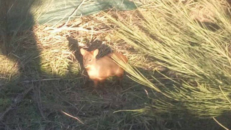 Hallan un ejemplar de pudú perdido en la Ruta 40