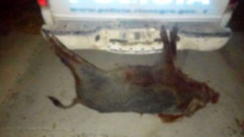 atraparon a cuatro cazadores furtivos que arrastraban un jabali por la ruta atraparon a cuatro cazadores furtivos que arrastraban un jabali por la ruta