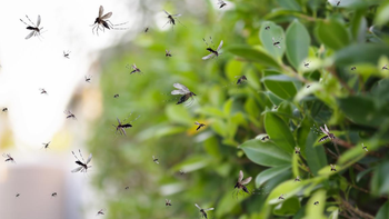 Cuáles son las plantas que atraen mosquitos y hay que evitar en esta temporada Cuáles son las plantas que atraen mosquitos y hay que evitar en esta temporada