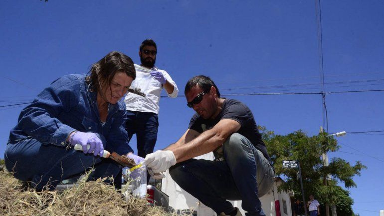 Zoonosis investiga la muerte de los perros en barrio Villa Ceferino