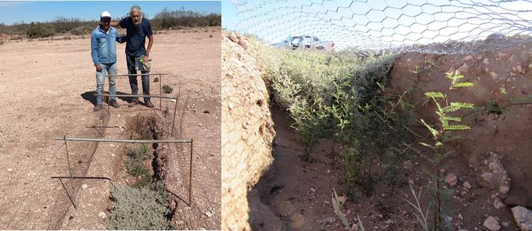 Lo surcos en los cuales los investigadores de la UNCO hacen los ensayos con especies nativas. Foto UNCo. Lo surcos en los cuales los investigadores de la UNCO hacen los ensayos con especies nativas. Foto UNCo.