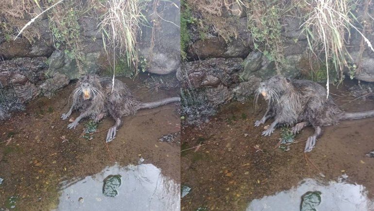 El extraño animal que dejó la crecida del río cerca de Las Ovejas