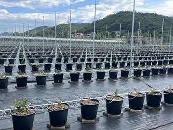 china alcanza un record historico en la produccion de arandanos y redefine el mercado global china alcanza un record historico en la produccion de arandanos y redefine el mercado global