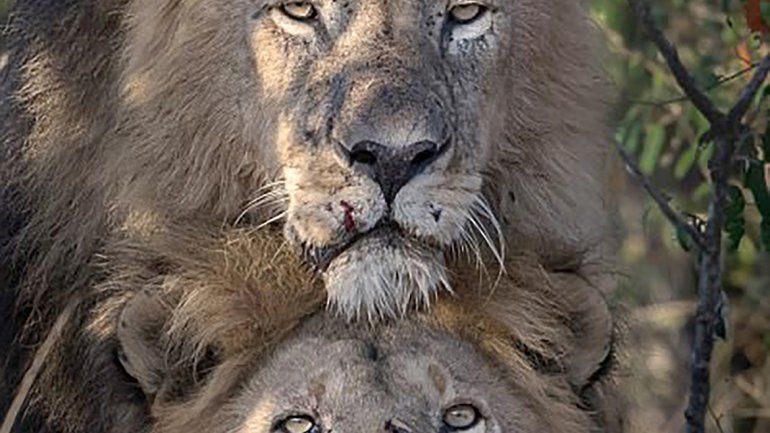 Los leones machos fueron fotografiados teniendo sexo en un parque.