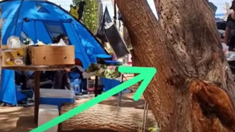 Desgracia con suerte en Mari Menuco: un árbol cayó sobre su carpa y quedaron atrapados