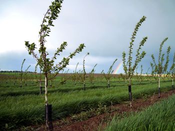 La importación de portainjertos libres de virus abre nuevas posibilidades de rendimiento, estabilidad productiva y diversificación varietal en la región. La importación de portainjertos libres de virus abre nuevas posibilidades de rendimiento, estabilidad productiva y diversificación varietal en la región.