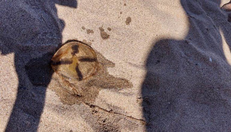 Hubo decenas de veraneantes picados por las aguas vivas en Las Grutas.&nbsp;