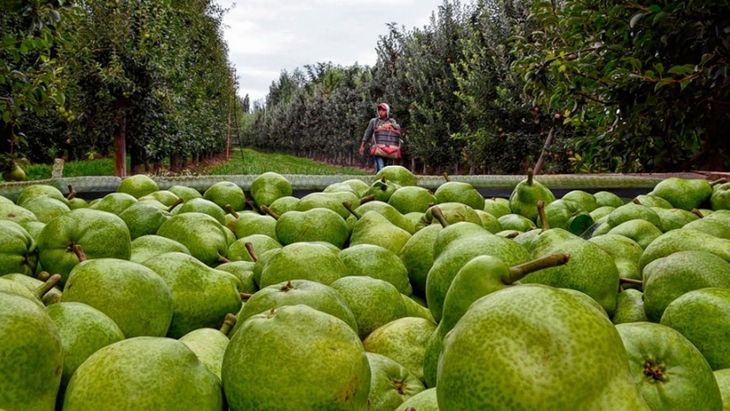 La fruticultura absorbe cada temporada más de 20.000 trabajadores en el período de cosecha. La fruticultura absorbe cada temporada más de 20.000 trabajadores en el período de cosecha.