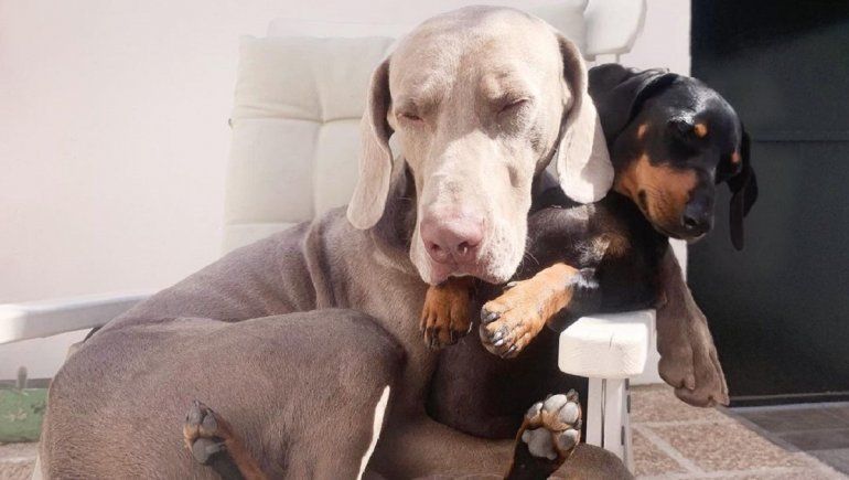 Furor en YouTube: travesuras de perros cuando su dueño sale