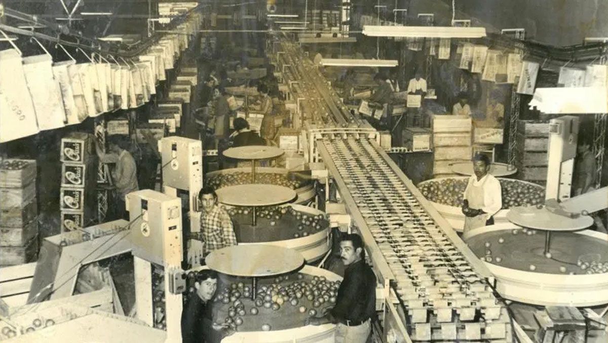 Registro histórico de la planta de empaque de la Primera Cooperativa Frutícola en la década del 70. Gentileza de la empresa mencionada.