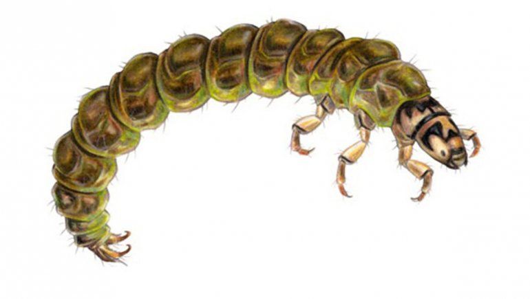 La observación de los insectos es clave para confeccionar las moscas y entender el entorno de pesca.