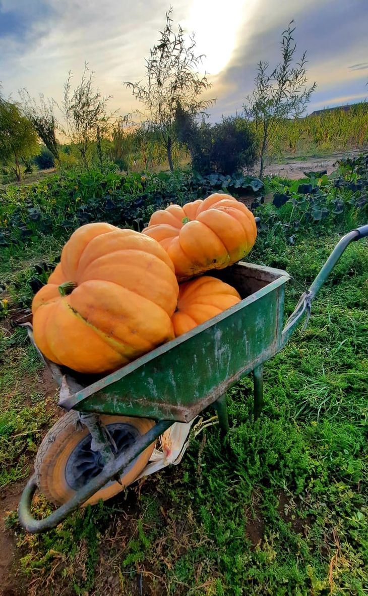 Zapallos de distintos puntos de la provincia concursan en Ciudad zapallo. Foto: Proda. Zapallos de distintos puntos de la provincia concursan en Ciudad zapallo. Foto: Proda.