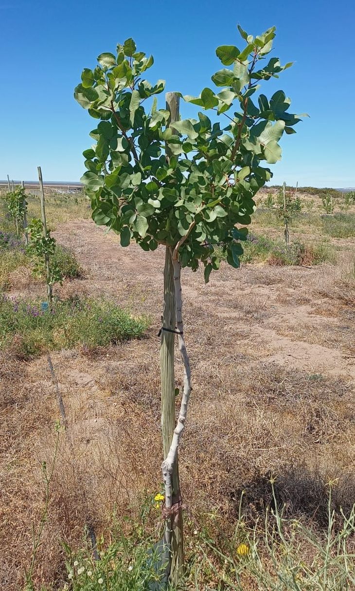 Planta ya injertada de un año y medio en la explotación de la firma Pampapist. Planta ya injertada de un año y medio en la explotación de la firma Pampapist.
