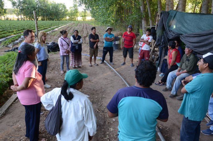 Frutilleros de Plottier extienden su plantación en tierras mapuches