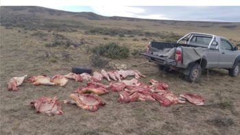 El sospechoso detenido por la Policía Rural de Santa Cruz cerca de Gobernador Gregores tenía más de 30 piezas bovinas que, aparentemente, acababa de faenar. El sospechoso detenido por la Policía Rural de Santa Cruz cerca de Gobernador Gregores tenía más de 30 piezas bovinas que, aparentemente, acababa de faenar.