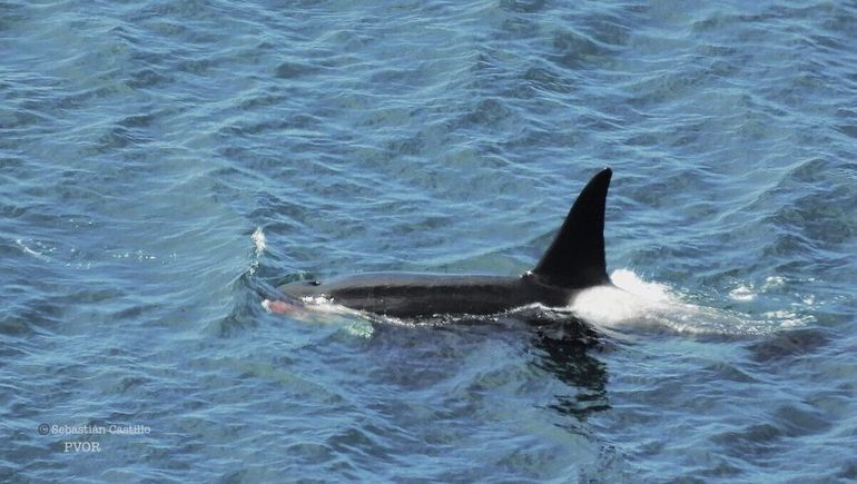 Una orca solitaria recorre la costa de Rada Tilly, en Chubut. Una orca solitaria recorre la costa de Rada Tilly, en Chubut.