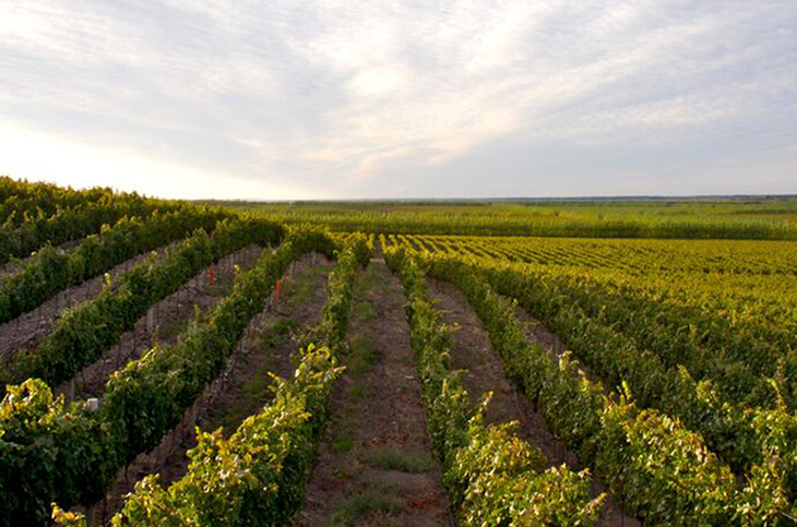 Vista aérea de plantaciones patagónicas, símbolo de exportaciones crecientes en 2025. Vista aérea de plantaciones patagónicas, símbolo de exportaciones crecientes en 2025.