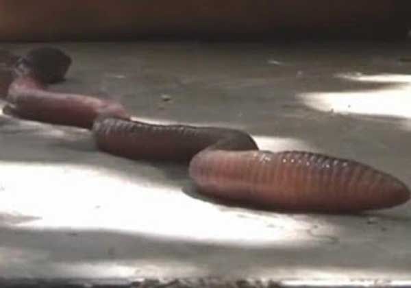 Descubren una lombriz gigante