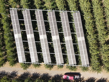 fruticultura del futuro: nuevos paneles fotovoltaicos en la produccion de cerezas
