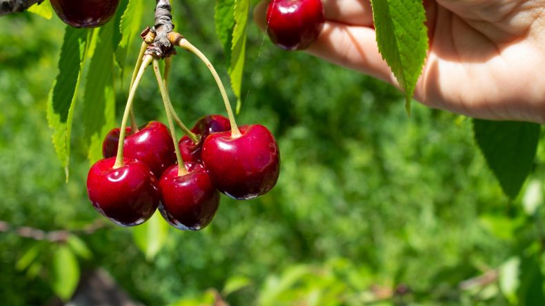 En el valle templado de Jujuy el pasado martes 30 de septiembre se recolectaron los primeros frutos de la temporada.