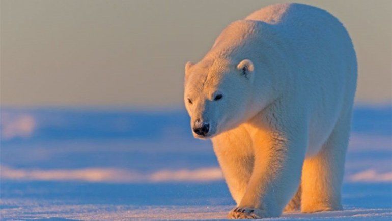 Biden suspenderá los contratos de perforación en el Ártico de Trump