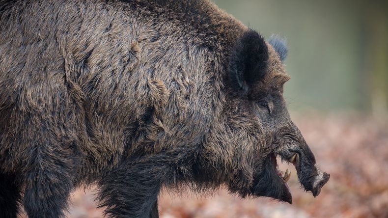El jabalí, una de las 100 especies invasoras más dañinas, provoca alteraciones en suelos, vegetación y causa pérdidas agrícolas. | LM Neuquen El jabalí, una de las 100 especies invasoras más dañinas, provoca alteraciones en suelos, vegetación y causa pérdidas agrícolas.