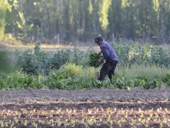 plottier recuperara 300 hectareas agricolas y frena loteos urbanos
