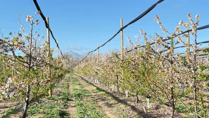 Para lograr los objetivos finales, las plantaciones de cerezas en Jujuy deberán contar con toda la tecnología de punta en cuanto a manejo. Para lograr los objetivos finales, las plantaciones de cerezas en Jujuy deberán contar con toda la tecnología de punta en cuanto a manejo.