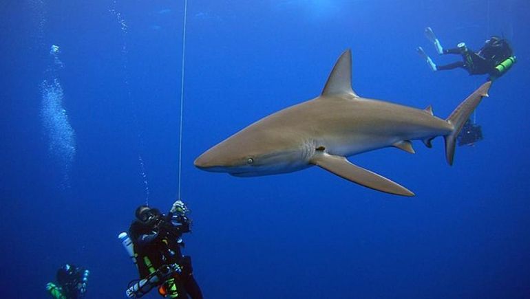 Descubren tiburones durísimos por exceso de cocaína