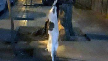 aberrante matanza de gatos conmociona a vecinos cipolenos aberrante matanza de gatos conmociona a vecinos cipolenos