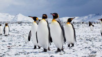 un estudio revela que los pingüinos podrian desaparecer en el 2100 un estudio revela que los pingüinos podrian desaparecer en el 2100