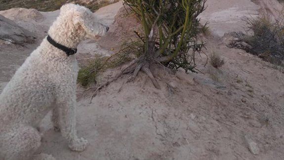 ¿Dónde está Toby? Hace una semana que se lo robaron