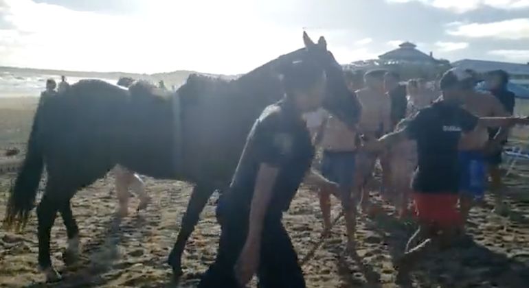 Mar del Plata: bajó a la playa a caballo y los turistas quisieron detenerlo a golpes