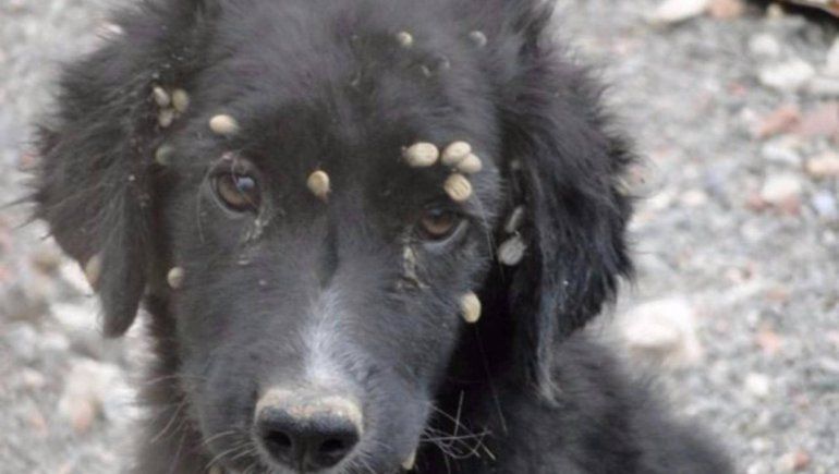 Muy resistentes, desagradables y peligrosas: con las garrapatas no se jode