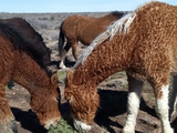Los caballos con rulos de la Línea Sur rionegrina siguen causando furor en el mundo. 