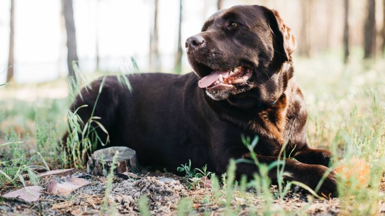 Un perro la tiró al suelo y la dejó con graves fracturas: no tuvo respuestas de la dueña ni de la Municipalidad | LM Neuquen Un perro la tiró al suelo y la dejó con graves fracturas: no tuvo respuestas de la dueña ni de la Municipalidad
