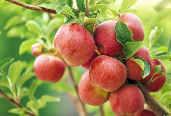 La investigaci&oacute;n apunta al desarrollo de cultivos m&aacute;s resilientes frente al cambio clim&aacute;tico y la degradaci&oacute;n de los suelos.