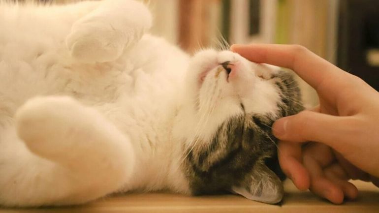 Las señales que indican que tu gato te eligió como su persona favorita