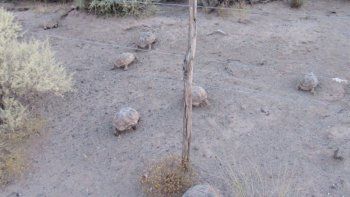 los atraparon contrabandeando tortugas y podrian ser multados los atraparon contrabandeando tortugas y podrian ser multados