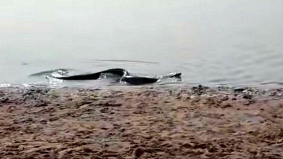 Una anaconda sorprendió a turistas en una playa
