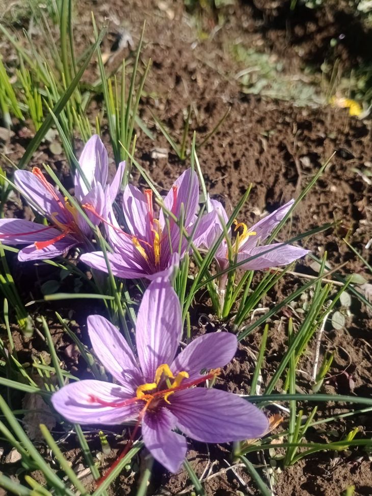 Un cuarto de hectárea rodeado de bosque nativo de ñires cobija esta producción. Un cuarto de hectárea rodeado de bosque nativo de ñires cobija esta producción.