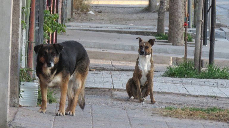 El proyecto apunta a promover la tenencia responsable de mascotas.