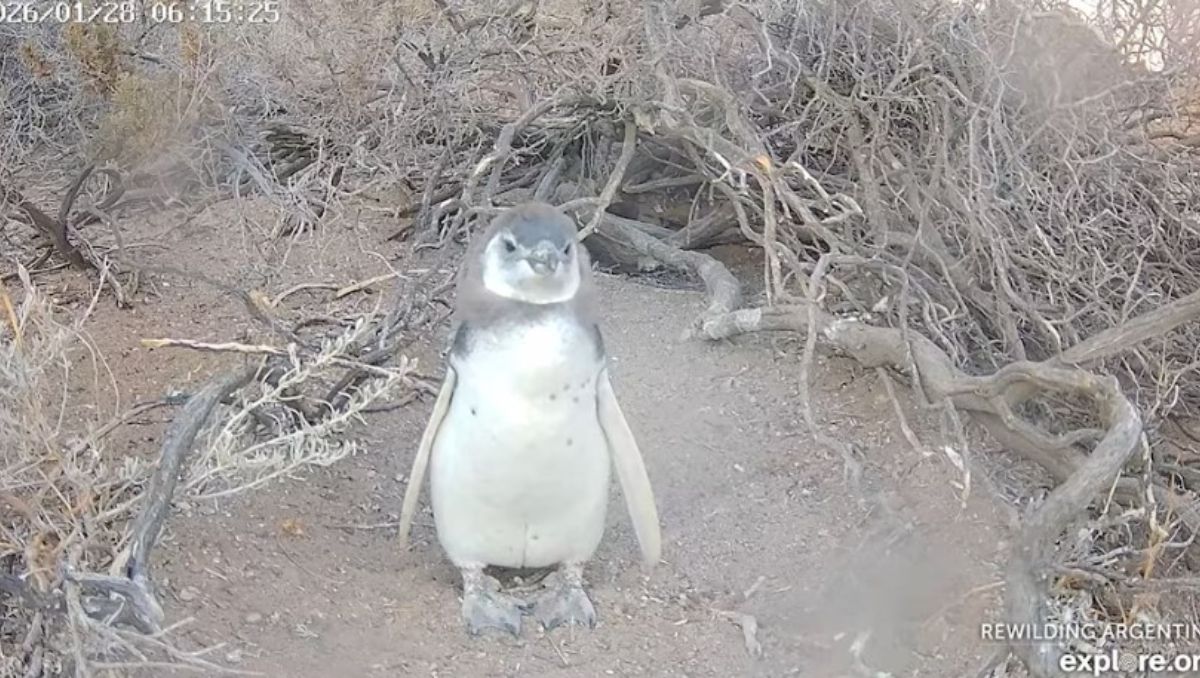 Los pinguinos se muestran en vivo desde su hábitat natural.