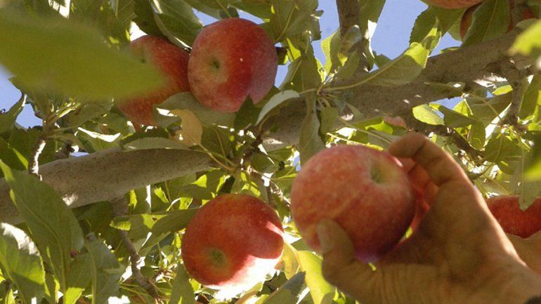 Los fruticultores podrán acceder a beneficios impositivos.