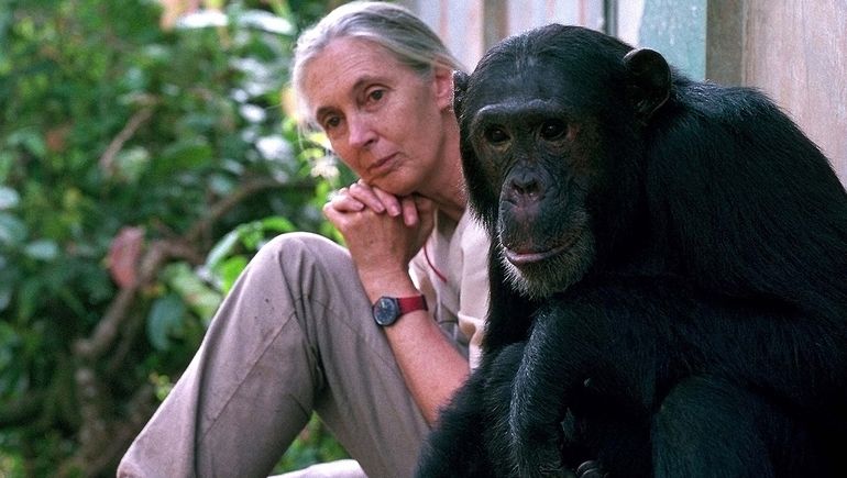 Famosa investigadora pidió por la liberación del chimpancé Toti