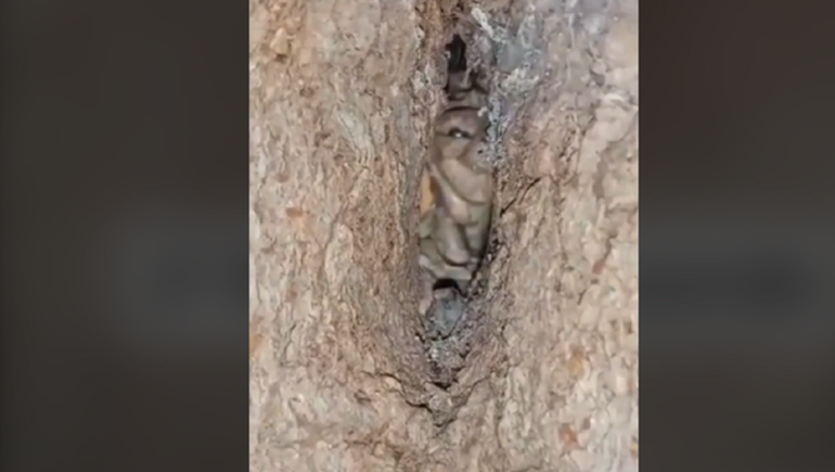 ¡De no creer! Un duende en un árbol se volvió viral en las redes