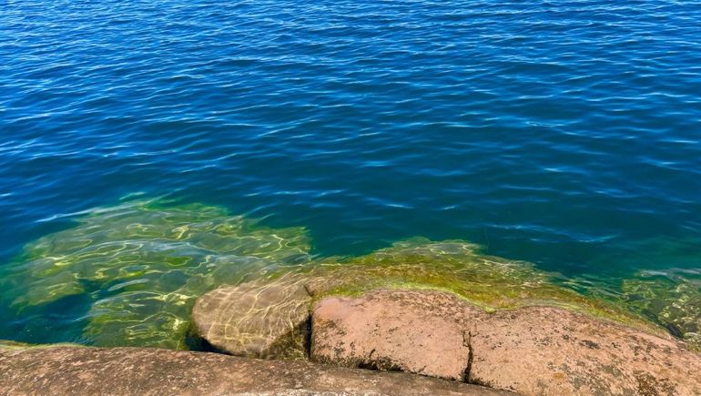 Alerta roja por cianobacterias: los consejos para disfrutar de los lagos en zonas permitidas